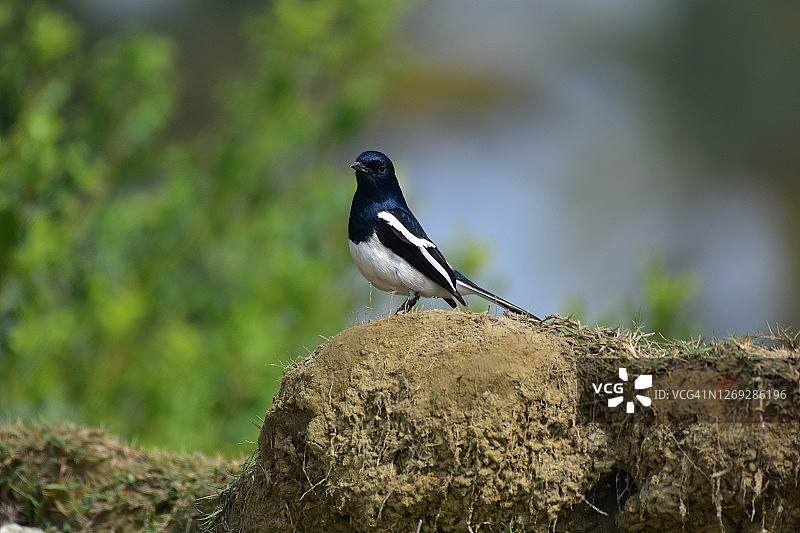 东方喜鹊罗宾鸟与自然图片素材
