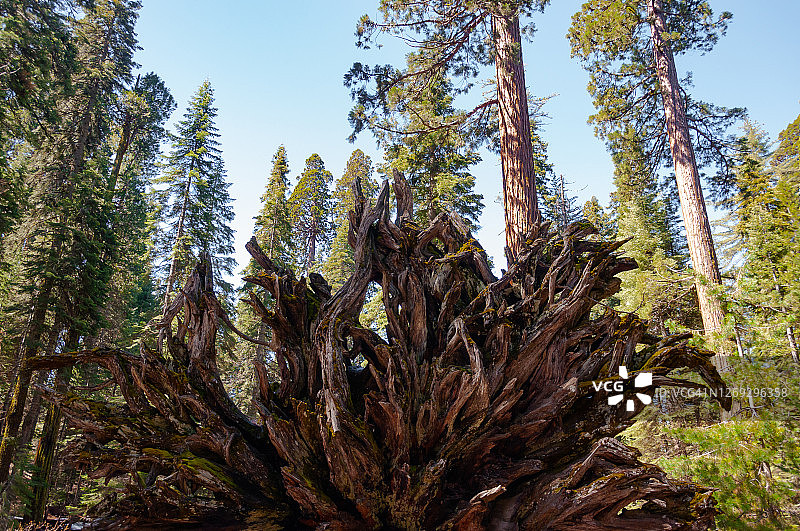 红杉树根图片素材