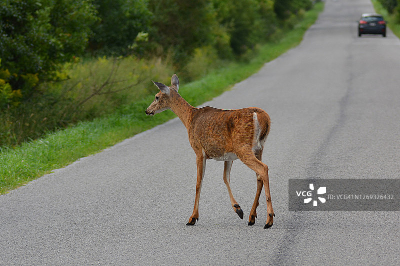 白尾母鹿图片素材