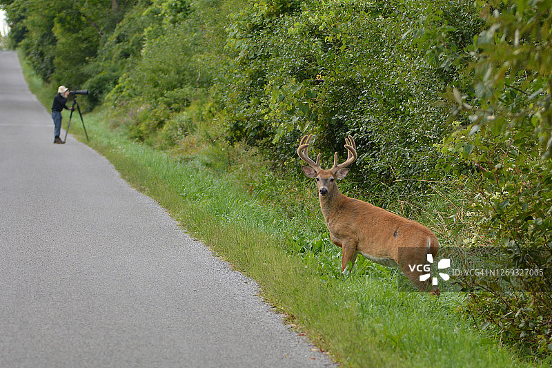 白尾鹿图片素材