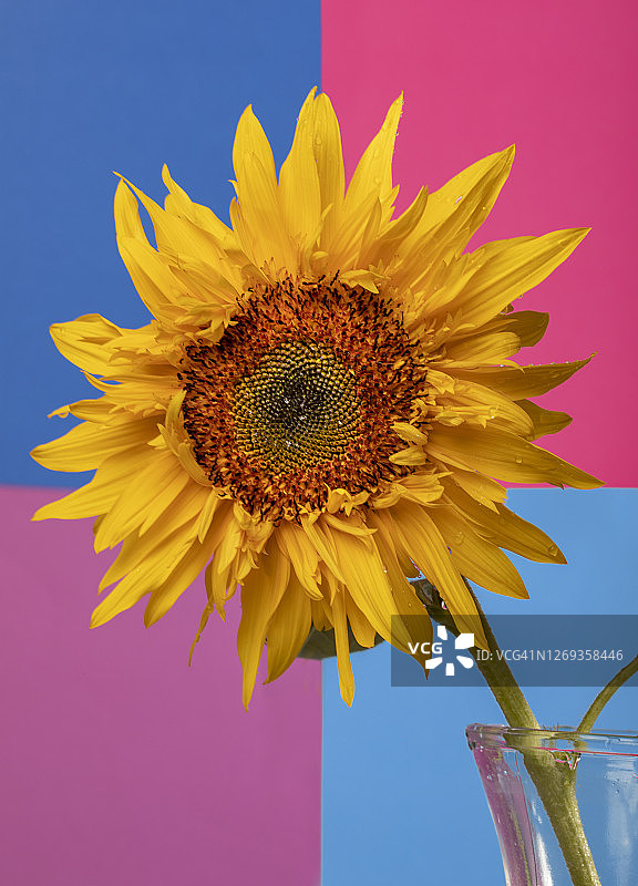 彩色背景下的向日葵图片素材