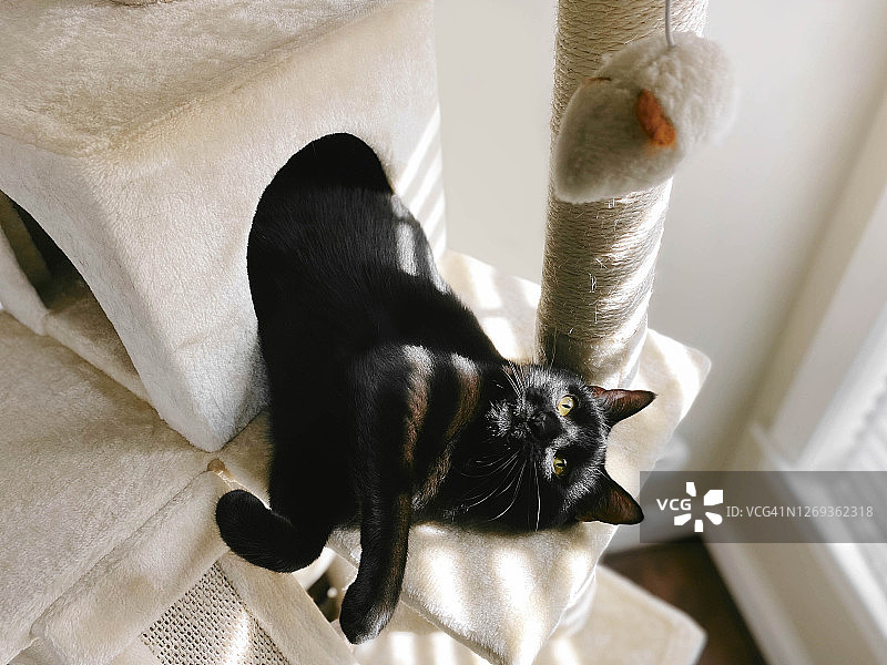 黑猫在猫公寓里玩耍图片素材