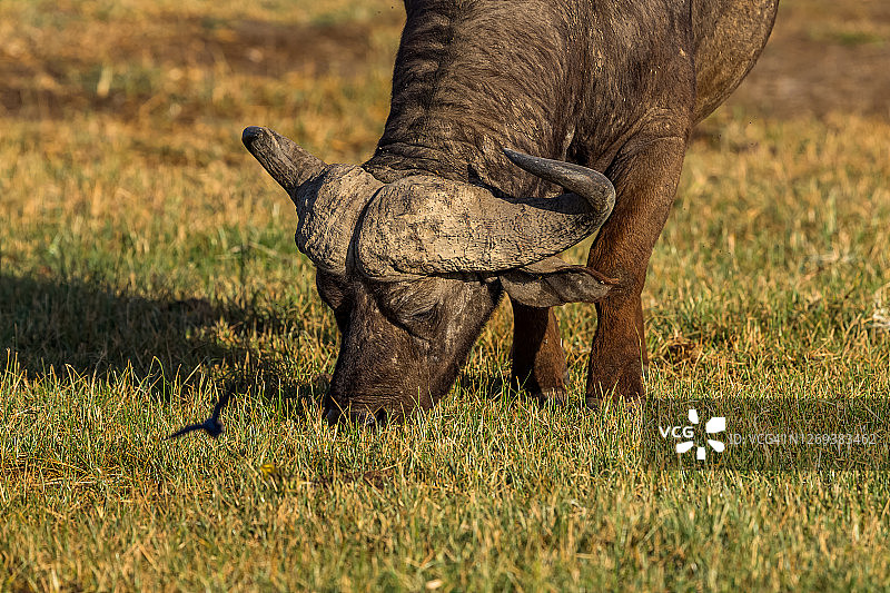 非洲野牛在野外吃草，有飞鸟图片素材