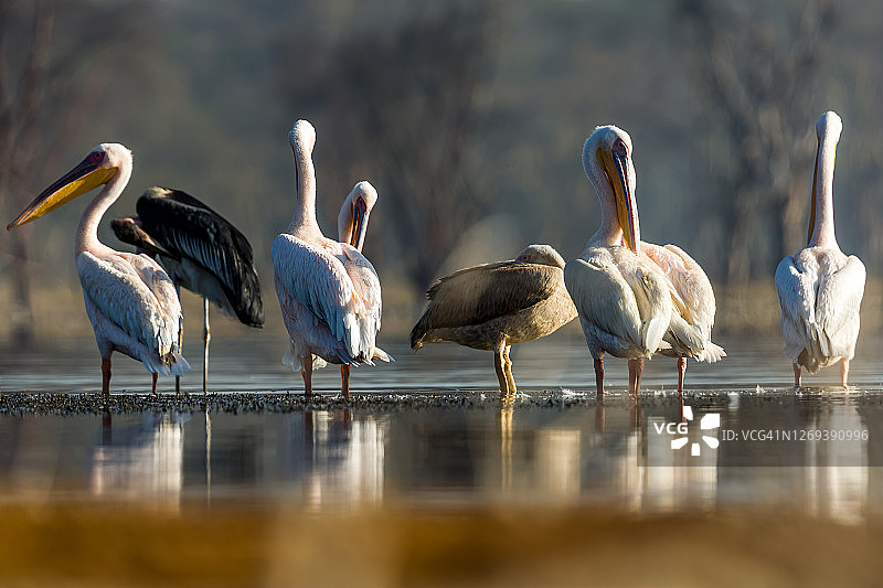 野生环境下站在水中的粉背鹈鹕和秃鹳图片素材