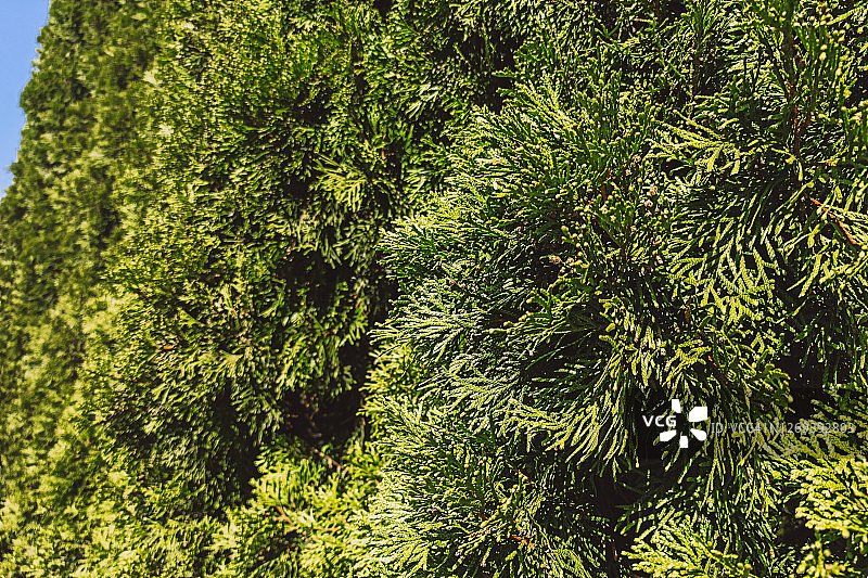 修剪整齐的绿色香柏特写图片素材