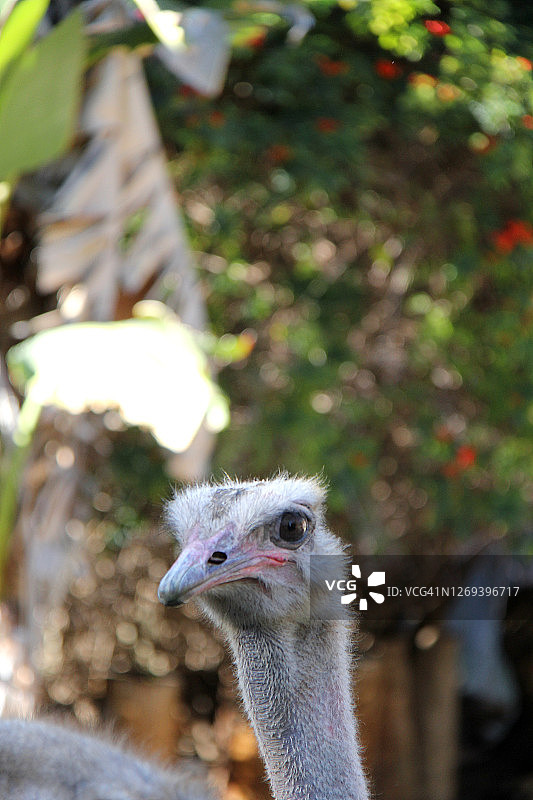鸵鸟图片素材