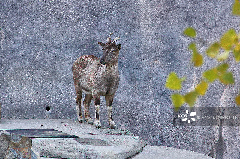 马克霍尔山羊图片素材