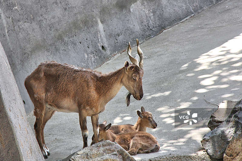 马克霍尔山羊图片素材