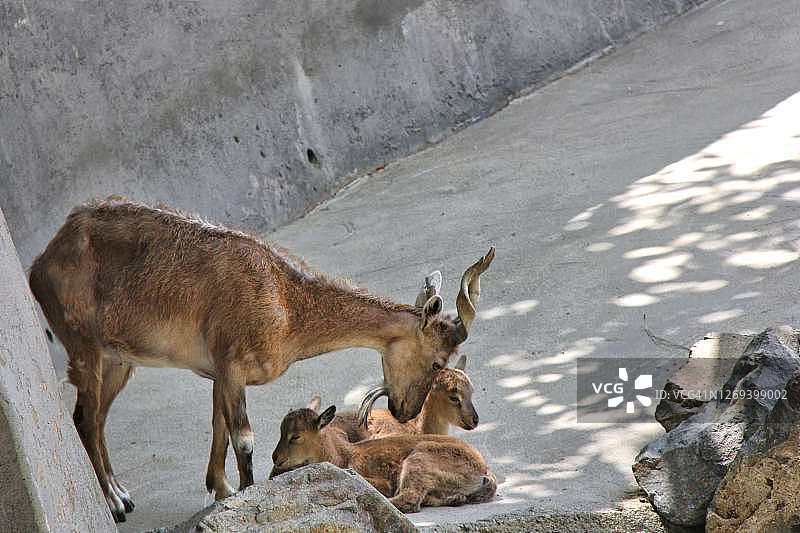 马克霍尔山羊图片素材