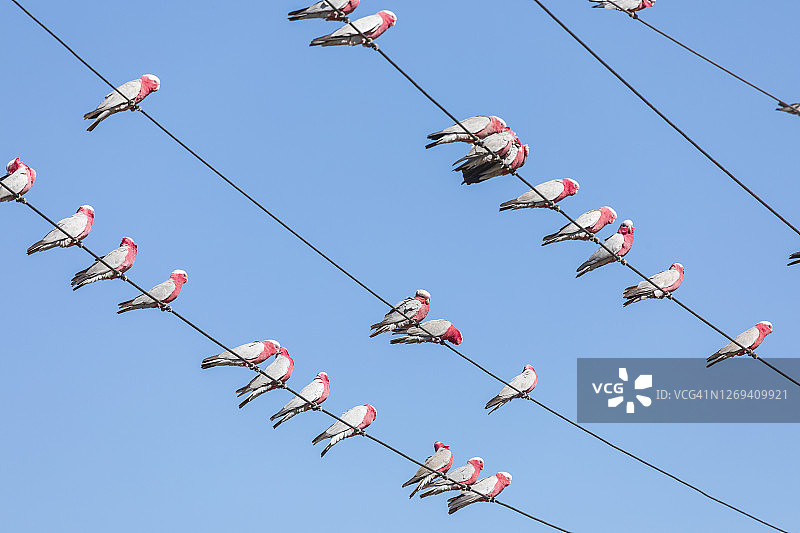 一大群澳大利亚粉红色和白色鸟类（Galahs）栖息在蓝色天空下的电报线上图片素材