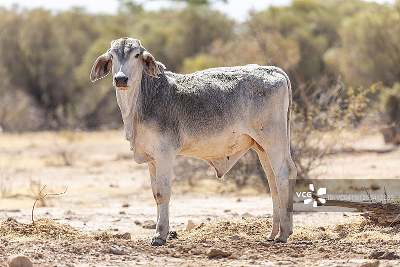 澳大利亚内陆干旱景观中的肉牛图片素材