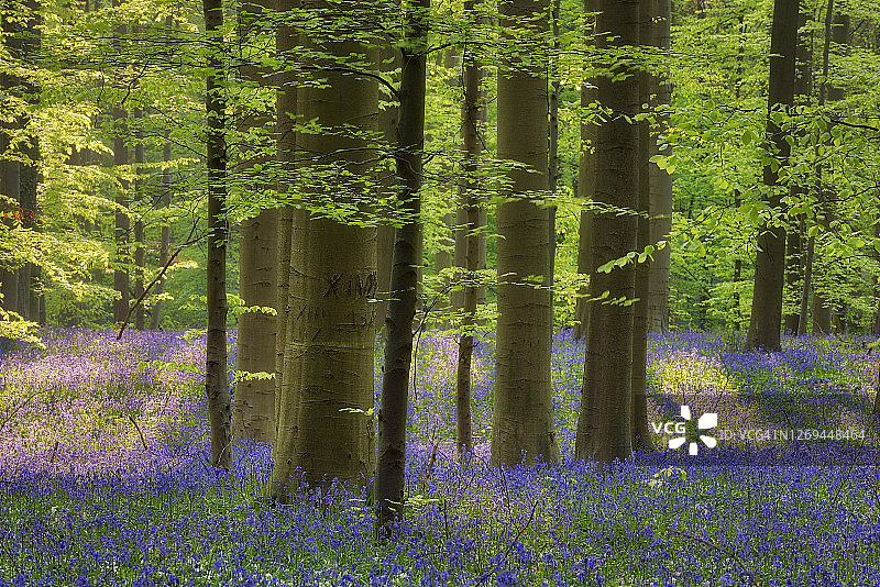 早春时节，风铃草覆盖下的山毛榉硬木林图片素材