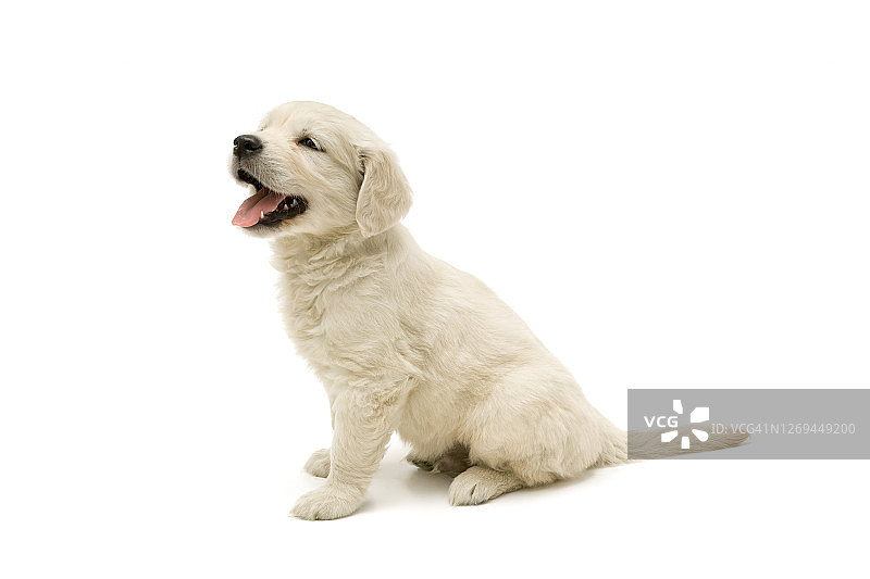 白色背景上的金毛寻回犬图片素材
