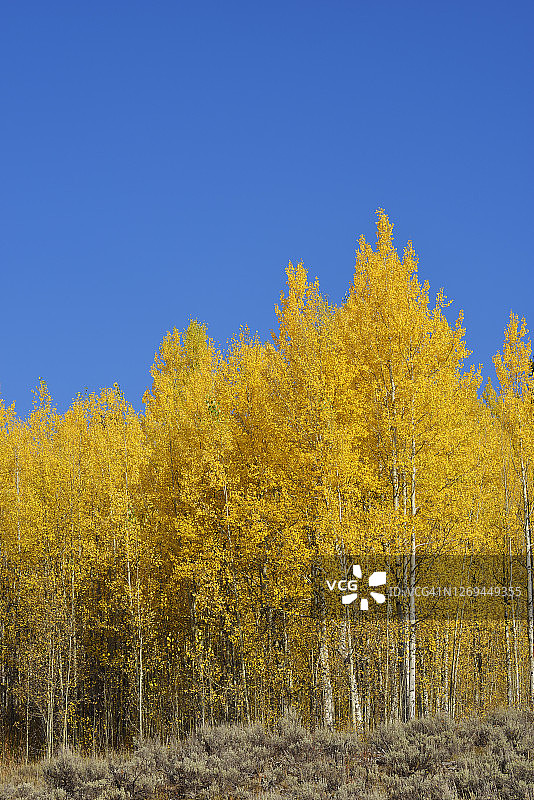 湛蓝天空下的秋色白杨树图片素材