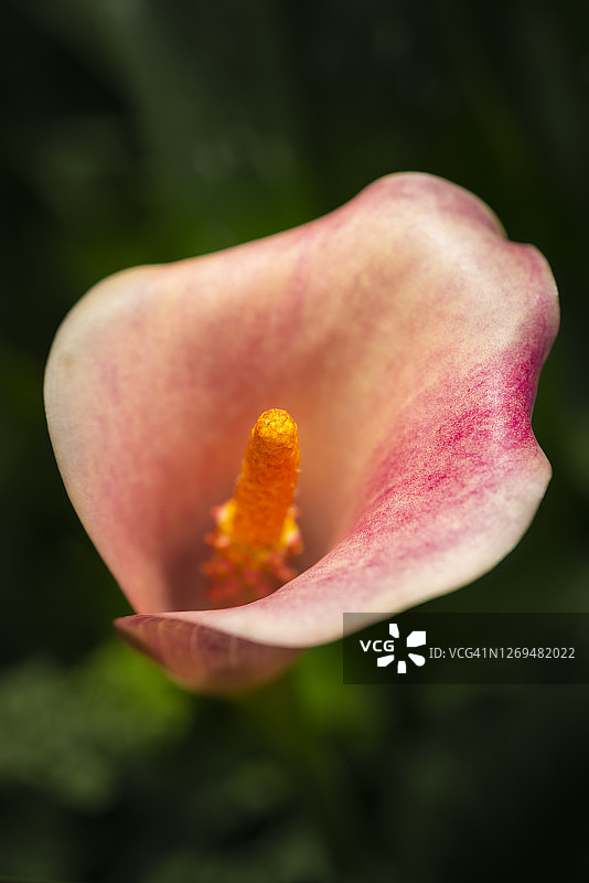 暖色调马蹄莲花朵特写图片素材
