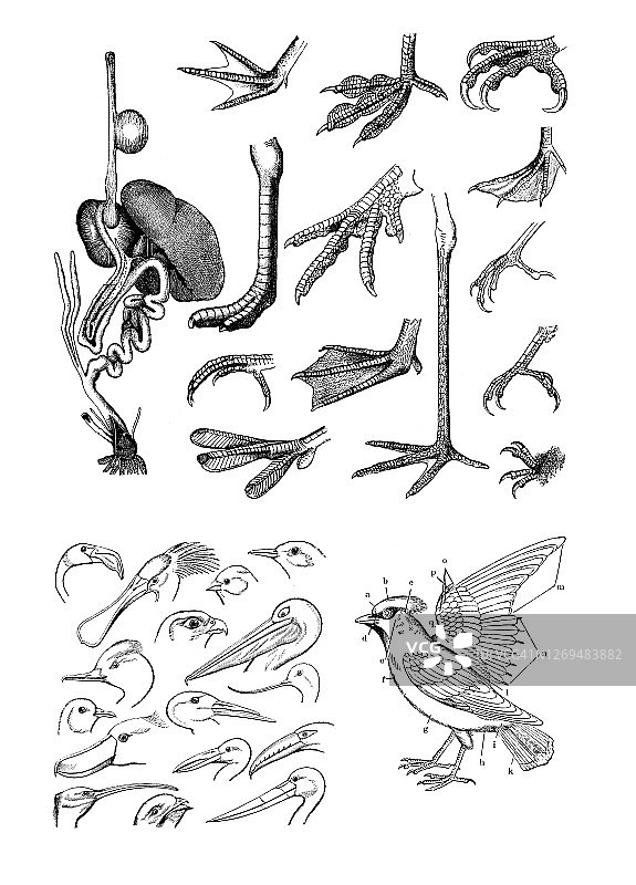 鸟类身体部位鸟类学复古雕刻插画图片素材