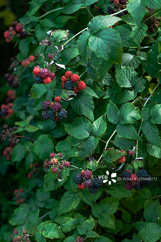 结有浆果的黑莓丛图片素材
