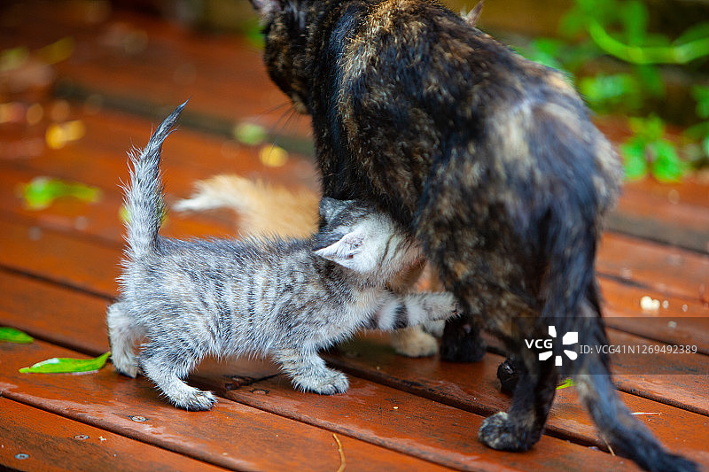 小猫吮吸母乳图片素材