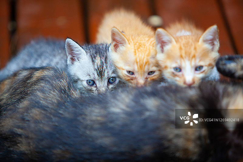 三只小猫吮吸母乳图片素材