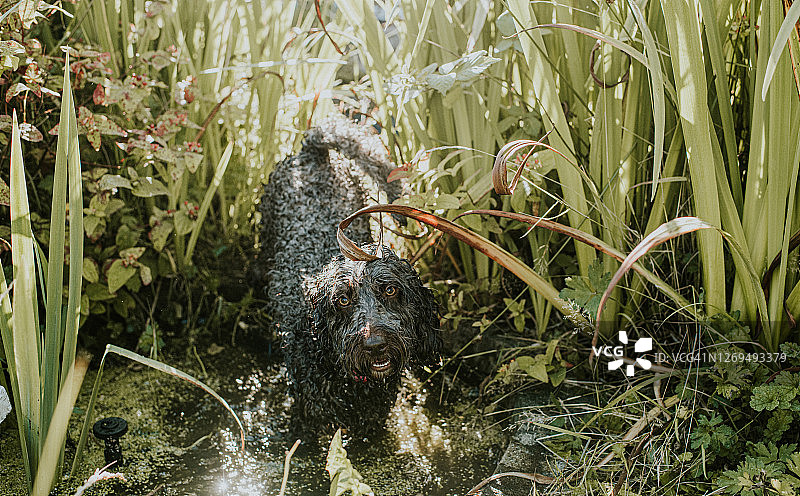 在池塘里浑身湿透的淘气Cockapoo犬图片素材