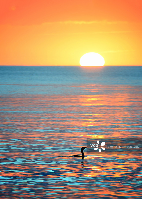 佛罗里达迈尔斯堡海滩美丽的日落碧绿海水与游弋的鸟儿图片素材
