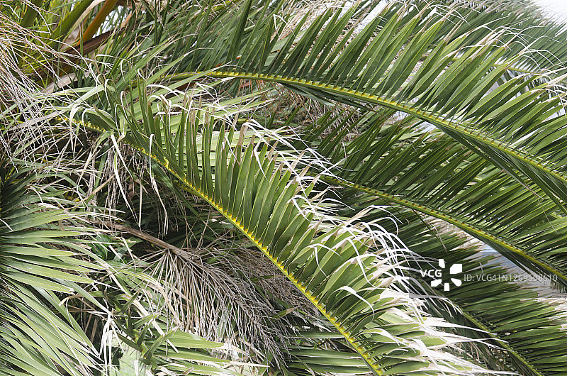 加拿利海枣树叶图片素材