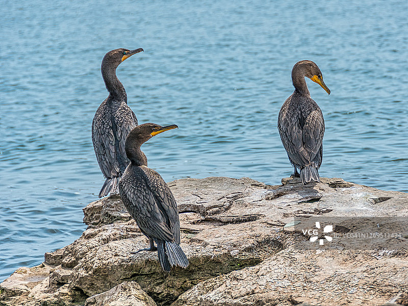 三只鸬鹚图片素材
