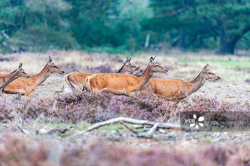 在德霍格维吕韦国家公园的雌性马鹿图片素材