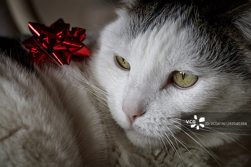 黑白相间的懒猫，带着红丝带图片素材