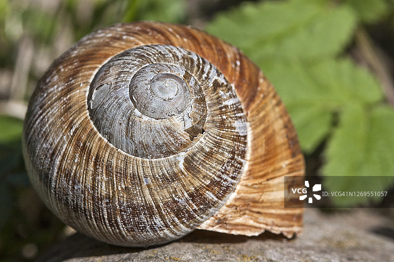 大型食用蜗牛的壳图片素材