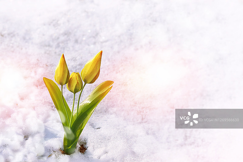 早春花园雪地中生长的郁金香图片素材