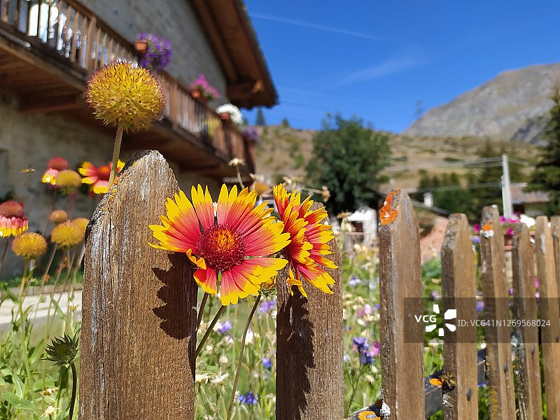 夏季木栅栏旁的山花图片素材