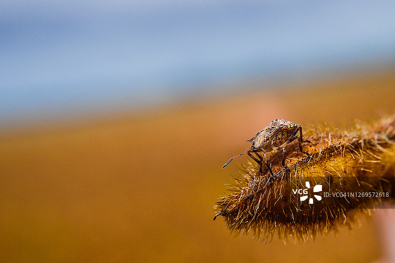 豆荚虫图片素材