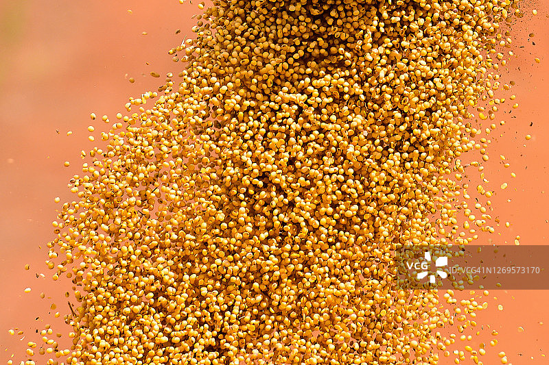 大豆收割：卸载大豆图片素材