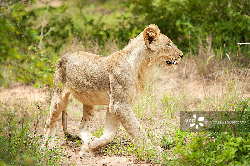 南非野生动物园的幼狮， 滕贝大象公园，南非图片素材