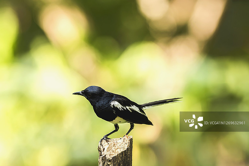 树桩上的鹊鸲图片素材