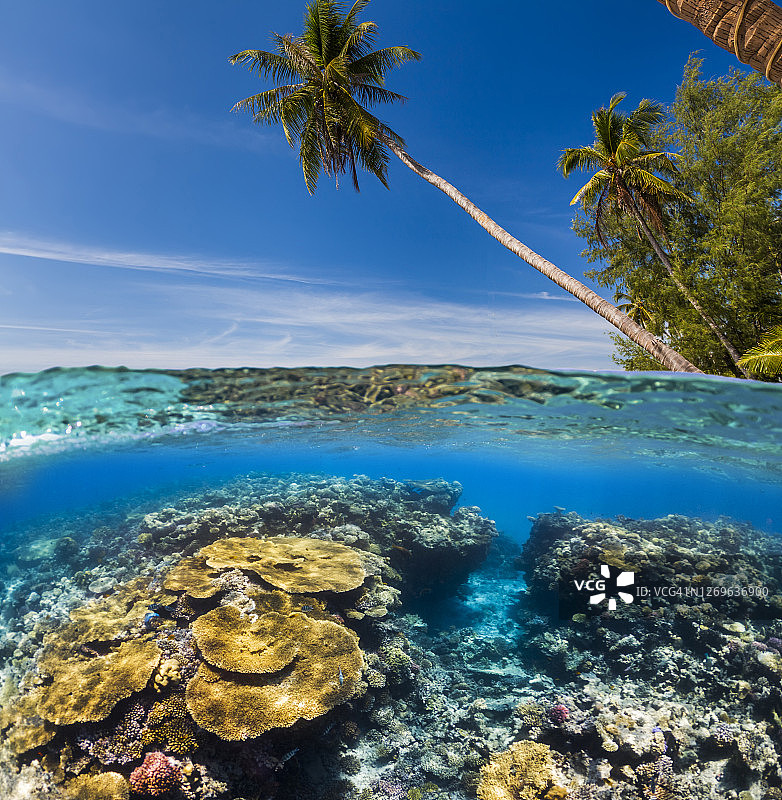 热带鱼水下场景：马尔代夫热带海域浮潜图片素材