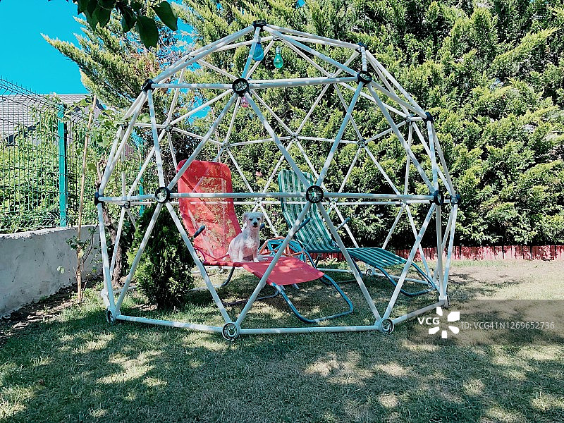 电影风格测地线穹顶与花园里的狗图片素材