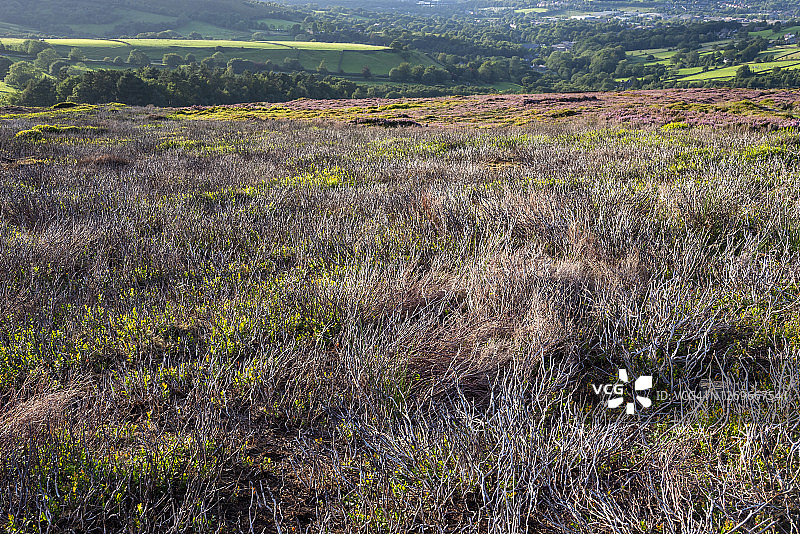 德比郡荒地上的计划烧石楠图片素材