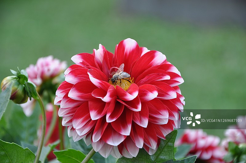 花瓣上的红色大丽花与黄蜂图片素材