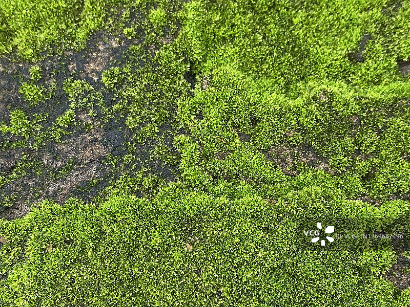 泰国雨季老砖围墙上的绿色苔藓图片素材