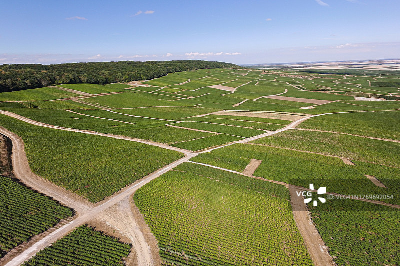 法国香槟区马恩河兰斯山区布济和昂博奈附近的香槟葡萄园图片素材