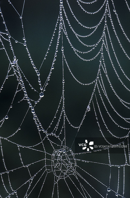 露珠点缀的球网蜘蛛网图片素材