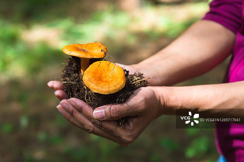 女人在松树林里拿着蘑菇图片素材