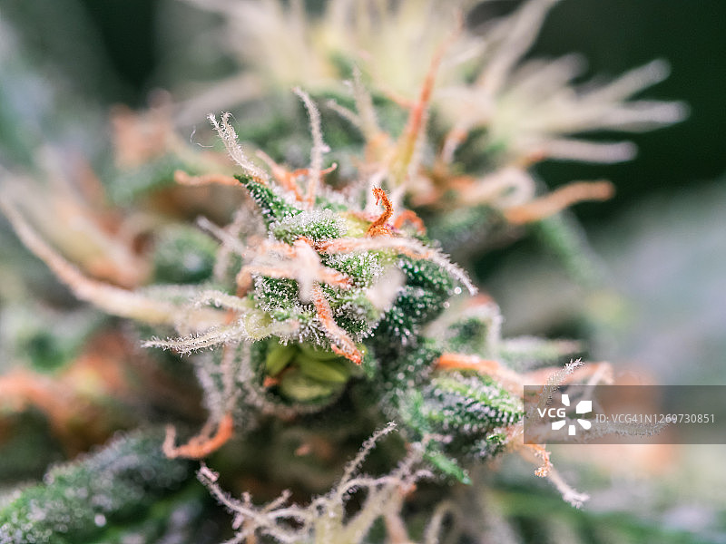 大麻植物花朵图片素材