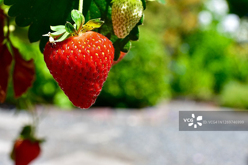 新鲜生长的藤蔓成熟的有机草莓，可供采摘和食用图片素材