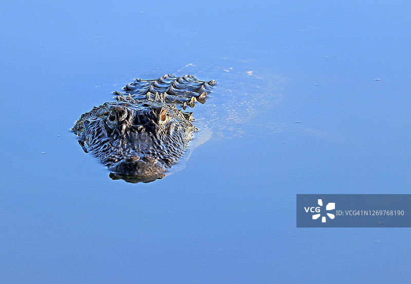 美国短吻鳄在佛罗里达湿地中平静地滑行图片素材