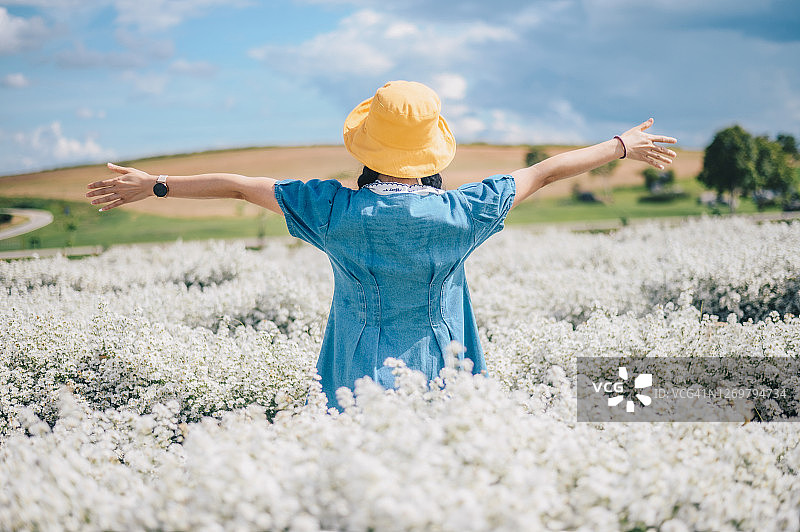 在白色翠菊田野中旅行时举起双手的年轻女游客的背影图片素材