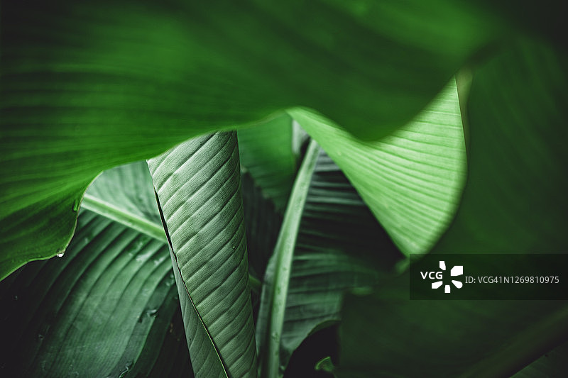 绿色的天然香蕉叶图片素材