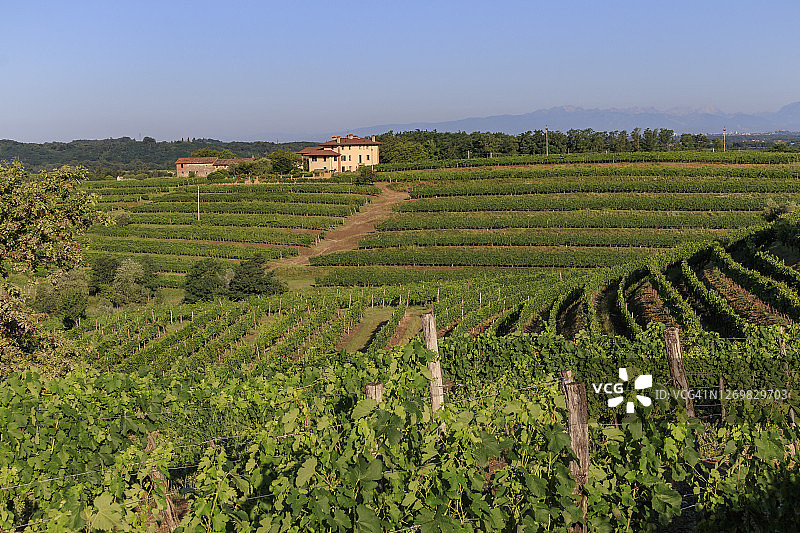 波焦贝洛的葡萄园图片素材